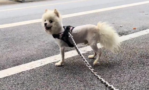乐红网 暴脾气博美犬龇牙狂吠吓坏众人，小哥接手后却犯了难