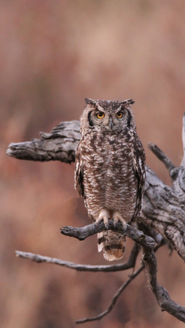 金牛在线 猫头鹰的独门绝活有哪些？